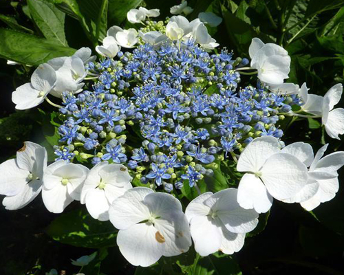 Гортензия крупнолистная Грейт Стар Бланк Блю (Hydrangea macrophylla Great Star Blanc Bleu) Гортензия крупнолистная Грейт Стар Бланк Блю (Hydrangea macrophylla Great Star Blanc Bleu)