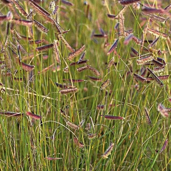 Бутелуа изящная (Boutelua gracilis)
