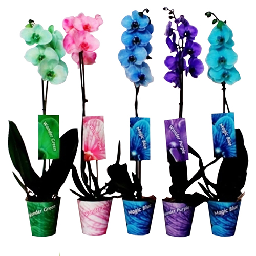 Фаленопсис Gem Point