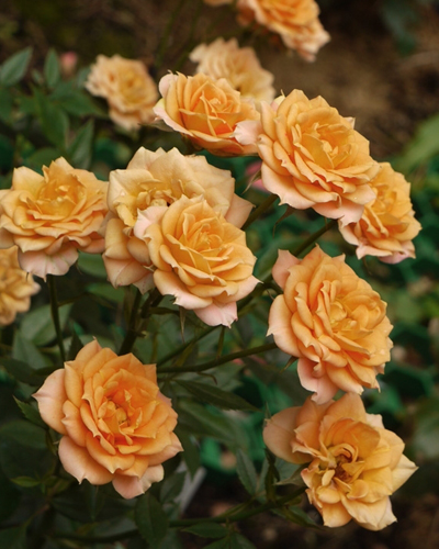 роза Клементина (Clementine) роза Клементина (Clementine)