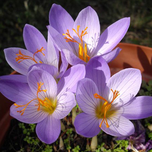 Крокус прекрасный Конкерор Крокус прекрасный Конкерор