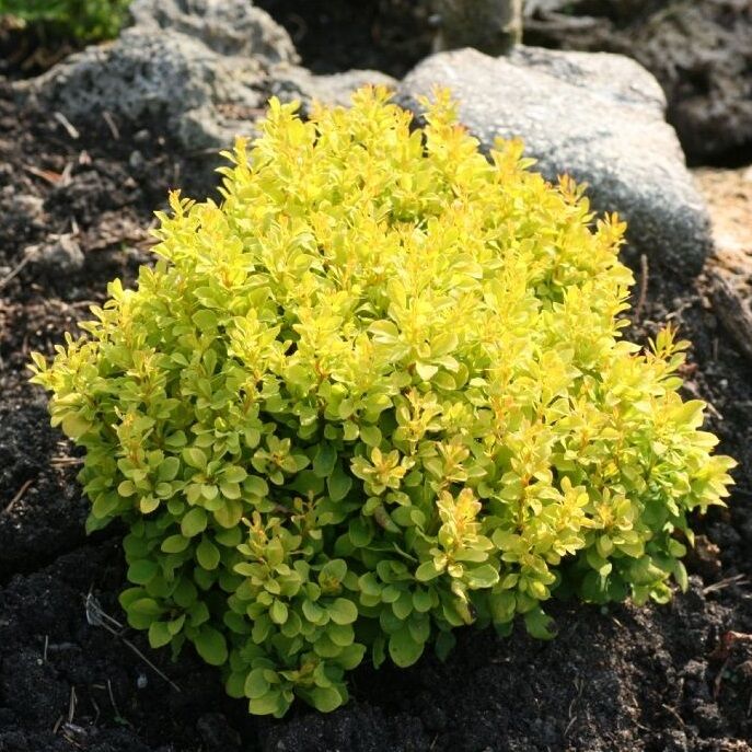 Berberis thunbergii Sunny