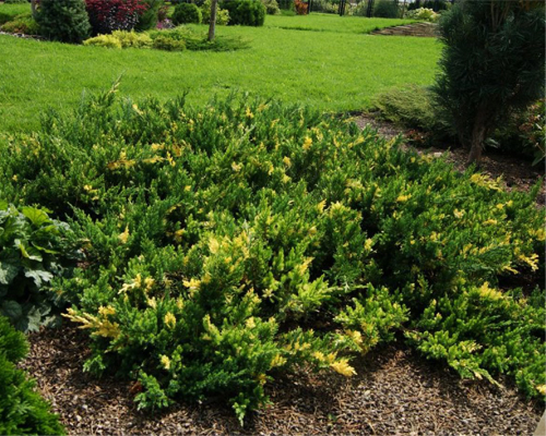 Можжевельник китайский Экспанса Вариегата (Juniperus chinensis Expansa Variegata)
