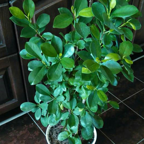 Фикус микрокарпа Мокламе (Ficus microcarpa Moclame)