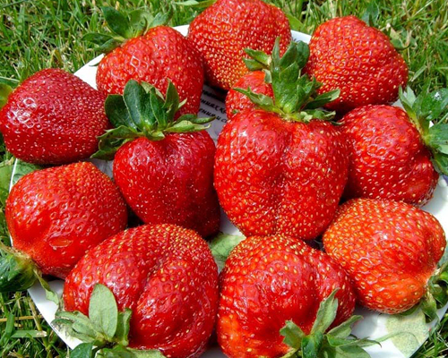 кл_кор_елиз_2