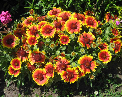 Гайлардия остистая многолетняя (Gaillardia aristata)