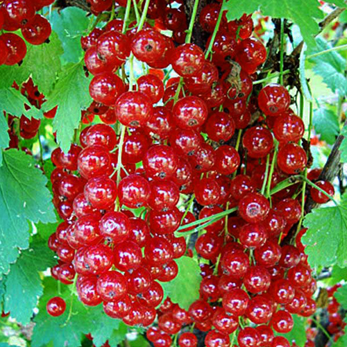 Смородина красная Натали