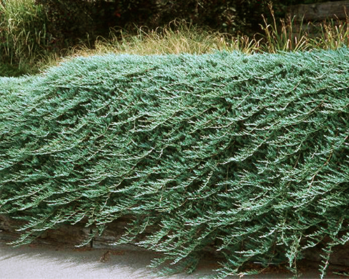 Можжевельник горизонтальный Бар Харбор (Juniperus horizontalis Bar Harbor)