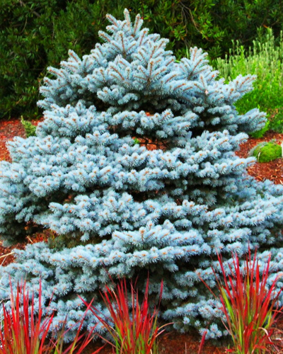 Ель колючая Монтгомери (Picea pungens Montgomery)