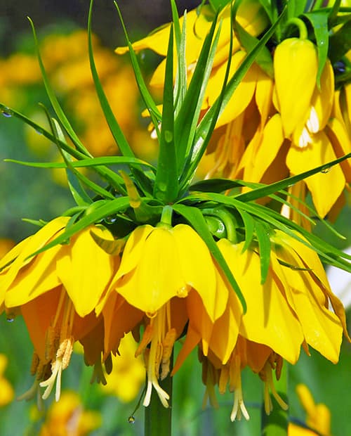 Фритиллярия (рябчик) Lutea Фритиллярия (рябчик) Lutea