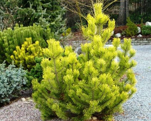 Сосна горная Зюндерт (Pinus mugo Zundert)