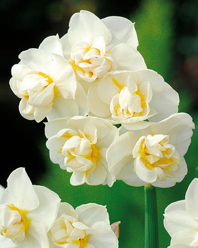 Нарцисс Poetaz Cheerfulness