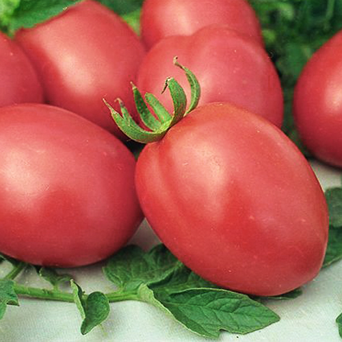 Томат Сливка розовая