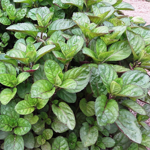 Мята перечная Оранжен Минц (Menta piperita Orangen Minze)