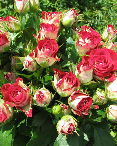 роза Рубиэлла (Rubiella)