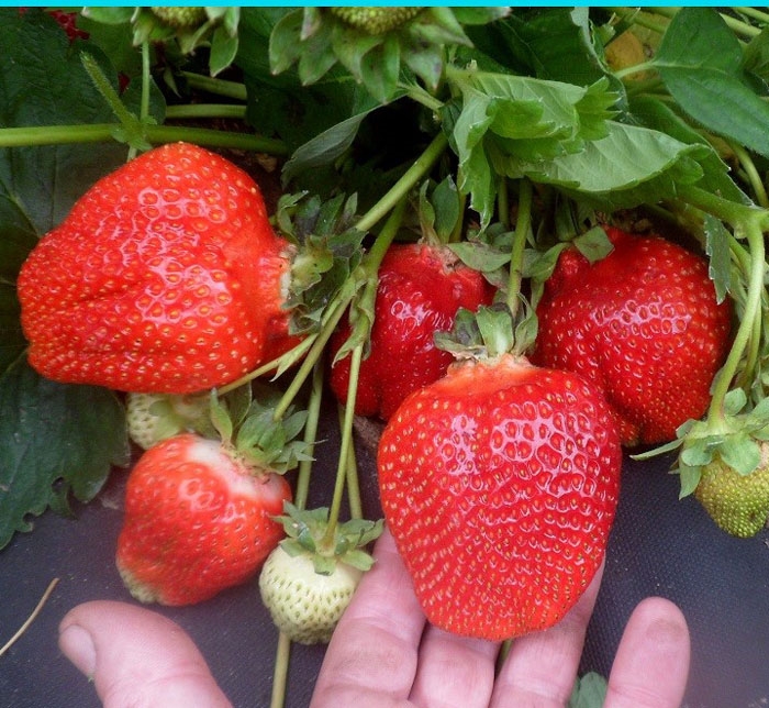 крапо1 крапо1