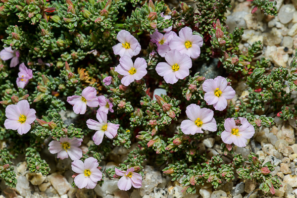 Frankenia laevis