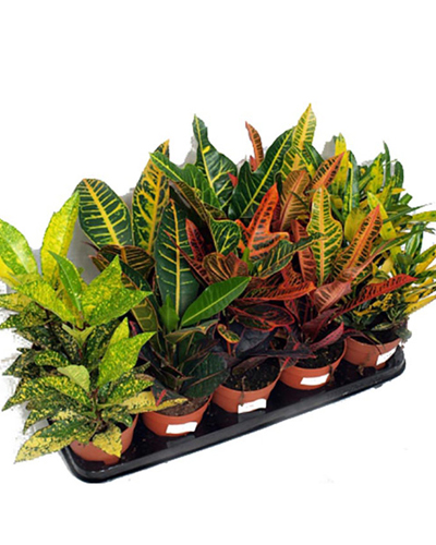 Кодиеум (кротон) лиственный Микс (Codiaeum / Croton)