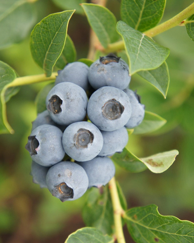 Голубика высокорослая Эллиот (Vaccinium corimbosum Elliot)