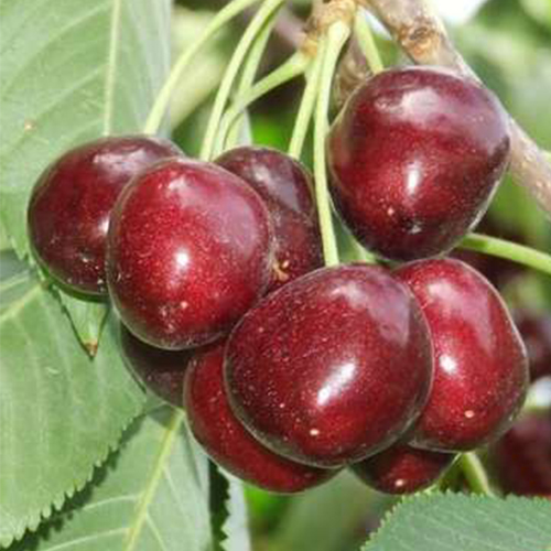 Черешня Праздничная