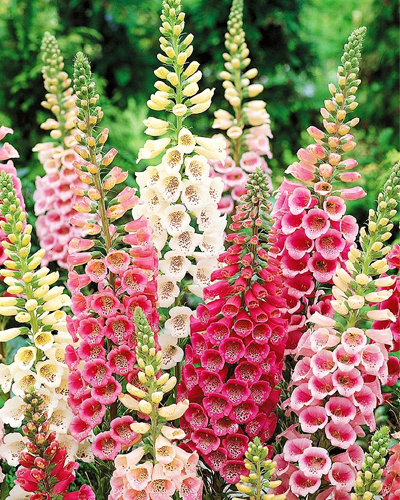 Наперстянка Эксельсиор (Digitalis purpurea Excelsior) Наперстянка Эксельсиор (Digitalis purpurea Excelsior)