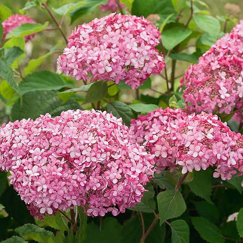 Гортензия древовидная Белла Анна (Hydrangea arborescens Bella Anna)