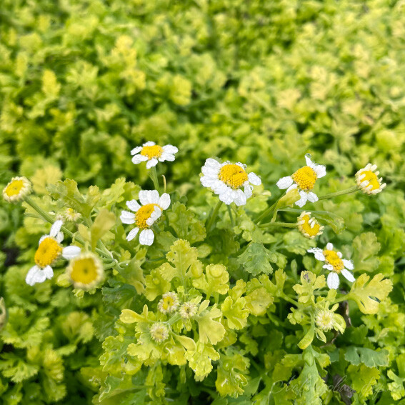 Tanacetum parthenium Golden Moss