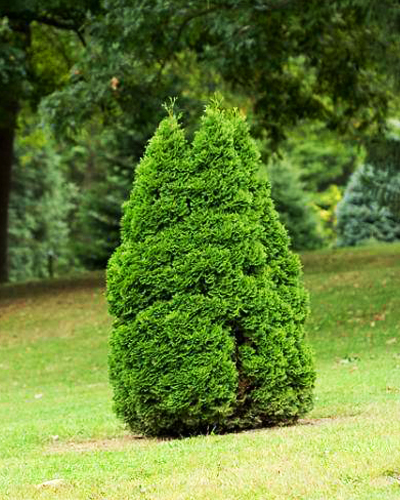 Туя западная Холмструп  (Thuja occidentalis Holmstrup)