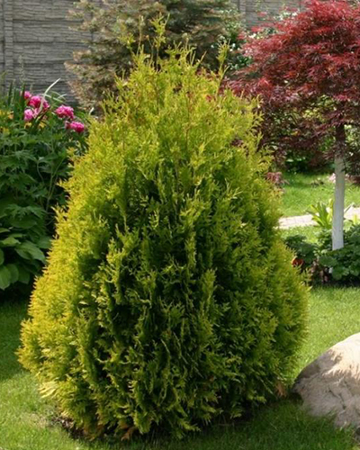 Туя западная Санкист  (Thuja occidentalis Sunkist)