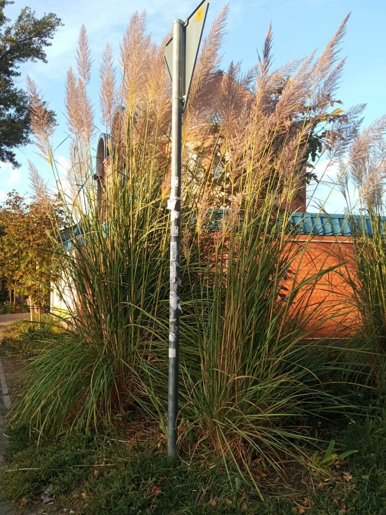 Кортадерия (Пампасная трава) (Cortaderia selloana)