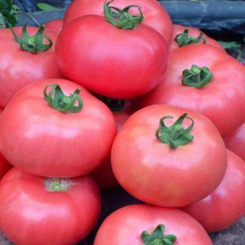 Томат Турмалин