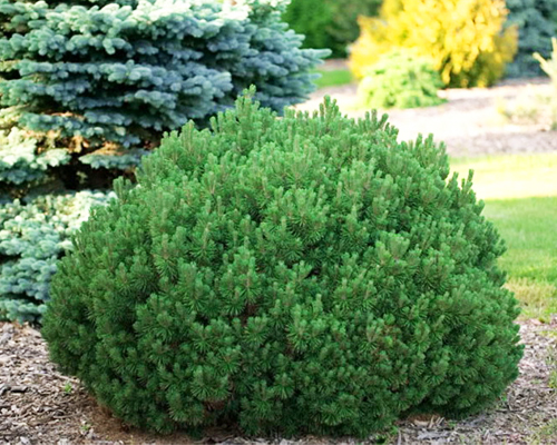 Сосна горная Мопс (Pinus mugo Mops)