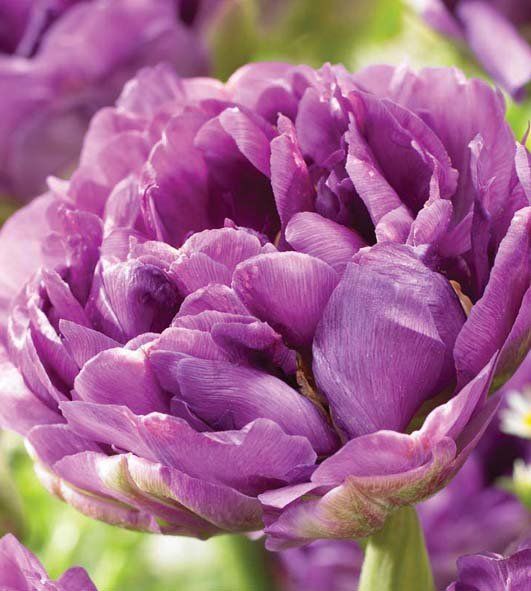 Тюльпан Double Lilac Perfection