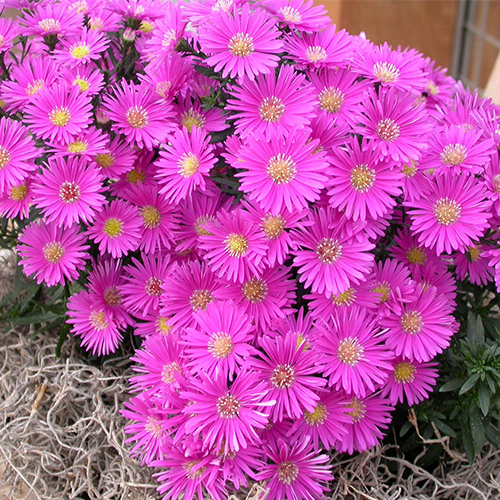 Астра новобельгийская Меджик Пинк (Aster novibelgii Magic Pink)