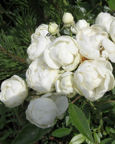 роза Морсдаг Вайт (White Morsdag) роза Морсдаг Вайт (White Morsdag)