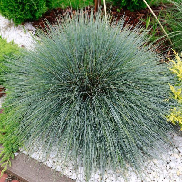 Овсяница сизая (Festuca glauca)