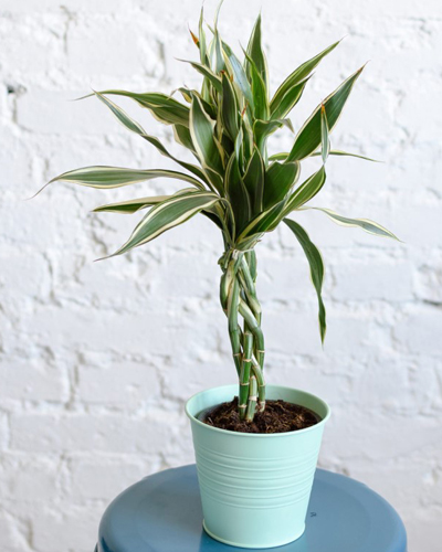 Драцена сандериана Виктори