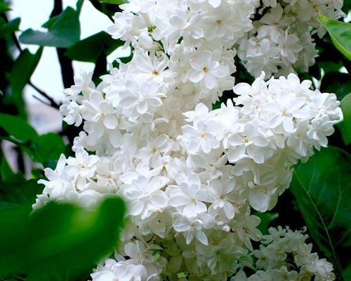 Сирень обыкновенная Память о Колесникове (Syringa vulgaris Pamyat’ о Kolesnikove)
