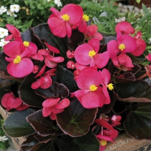 Бегония вечноцветущая бронзоволистная Найтлайф Дип Роуз
