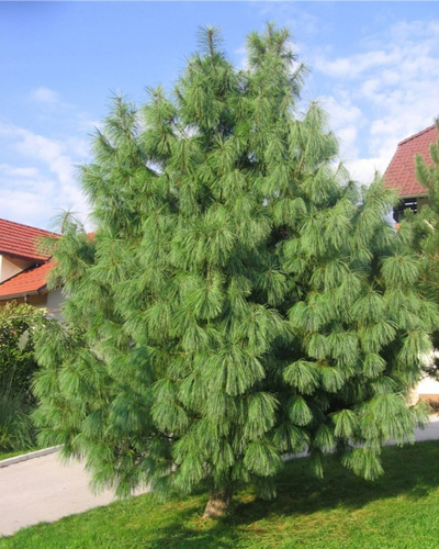 Сосна гималайская Гриффита (Pinus wallichiana griffithii)