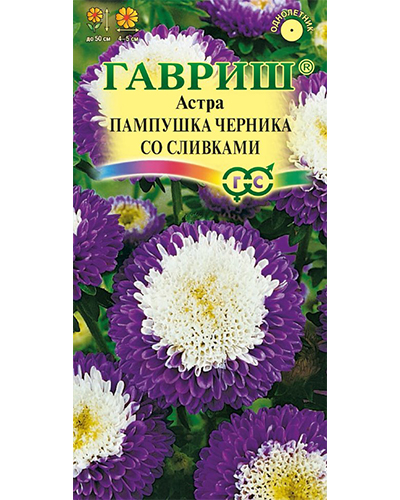 Астра Пампушка черника со сливками 0,3г. (помпонная) ГАВРИШ
