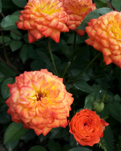 роза Мандарин (Mandarin) роза Мандарин (Mandarin)