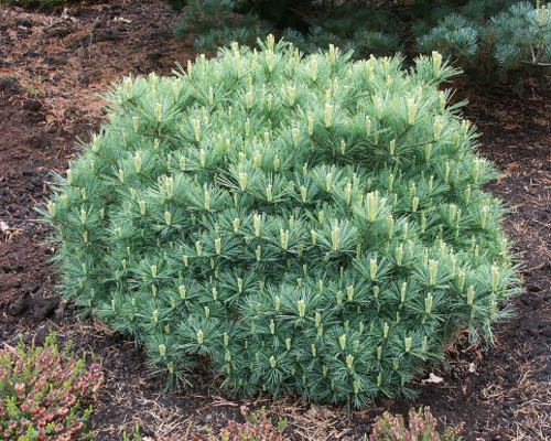 Сосна веймутова Минима (Pinus strobus Minima)