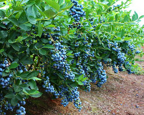 Голубика высокорослая Блюкроп (Vaccinium corymbosum Bluecrop) Голубика высокорослая Блюкроп (Vaccinium corymbosum Bluecrop)
