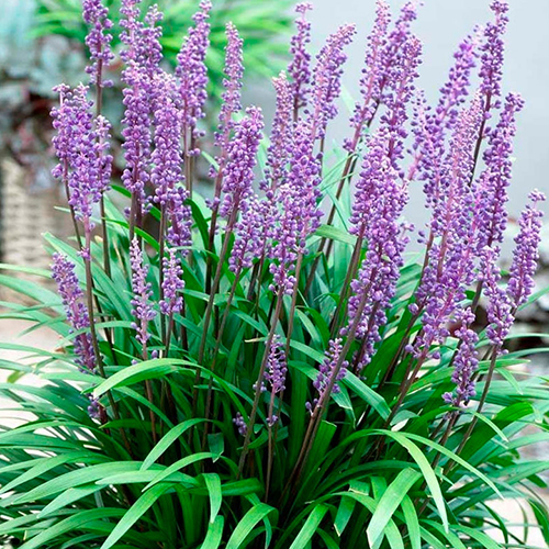 Лириопе мускари Ингверсен (Liriope muscari Ingwersen)