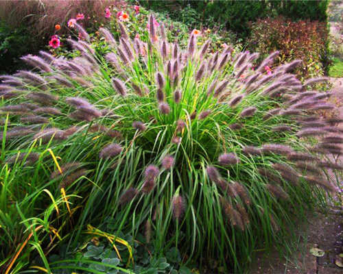 Пеннисетум лисохвостный Хамельн (Pennisetum alopecuroides)