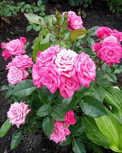 роза Перпл Иришка