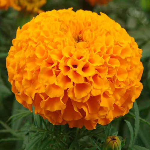 Тагетес прямостоячий Антигуа Оранж (Tagetes erecta Antigua Orange)