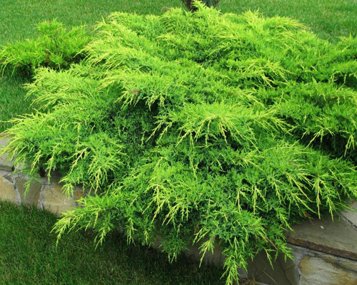 Можжевельник средний Пфитцериана (Juniperus media Pfitzeriana)