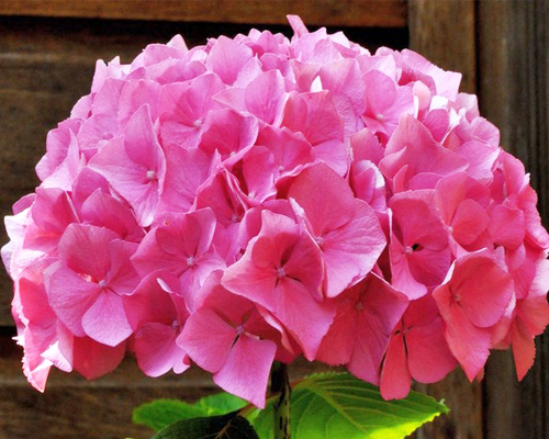Гортензия крупнолистная Альпенглюхен (Hydrangea macrophylla Alpengluhen) Гортензия крупнолистная Альпенглюхен (Hydrangea macrophylla Alpengluhen)